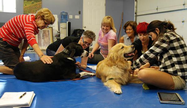 Small Animal Overview of Traditional Chinese Medicine & Acupressure cover