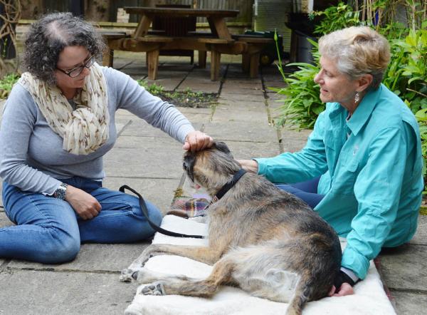 Small Animal Acupoint Classifications cover