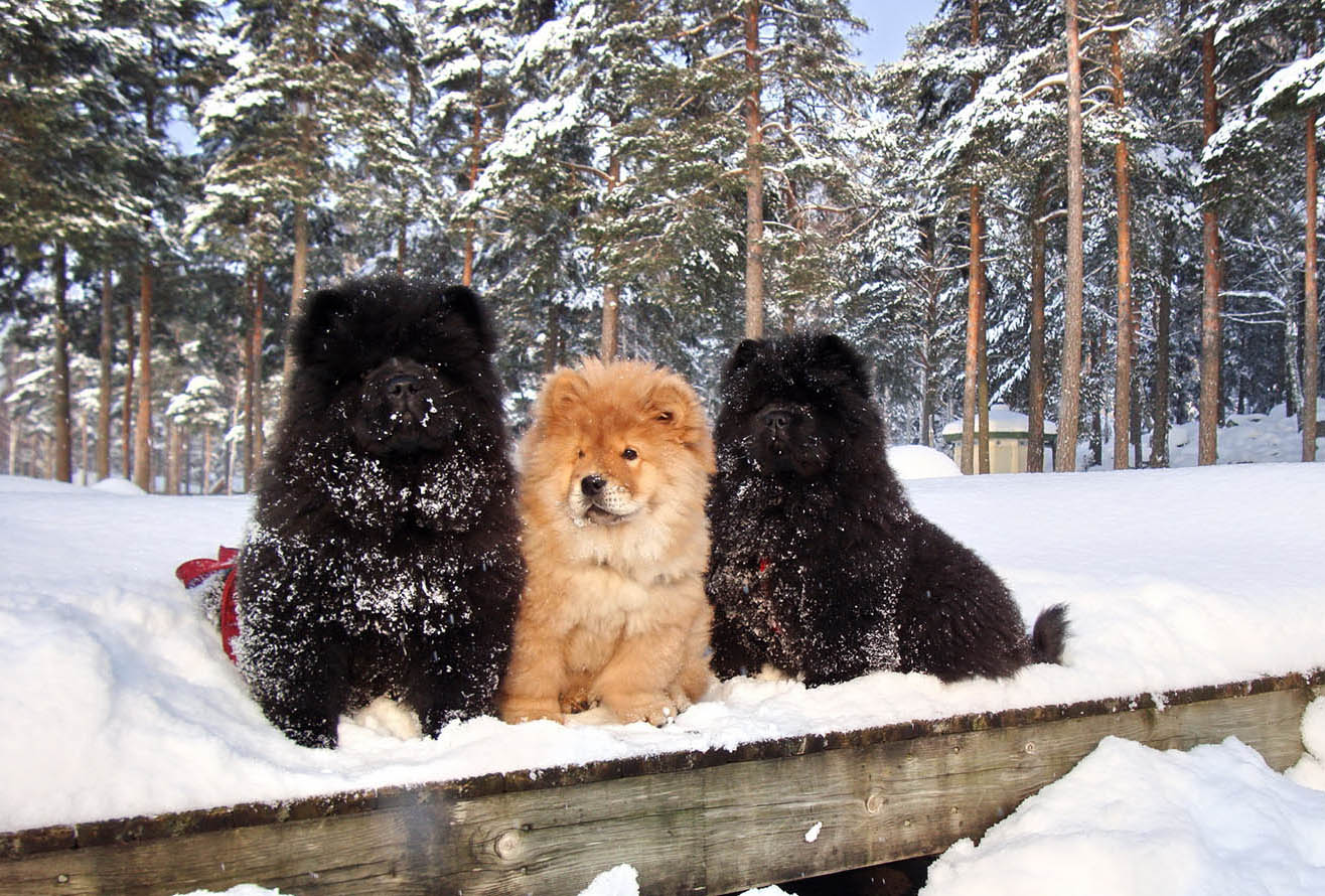 Canine Health & Pathology cover