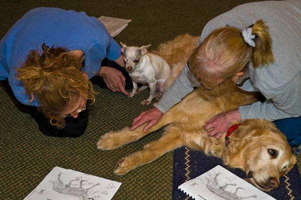 Small Animal Five Element Theory cover