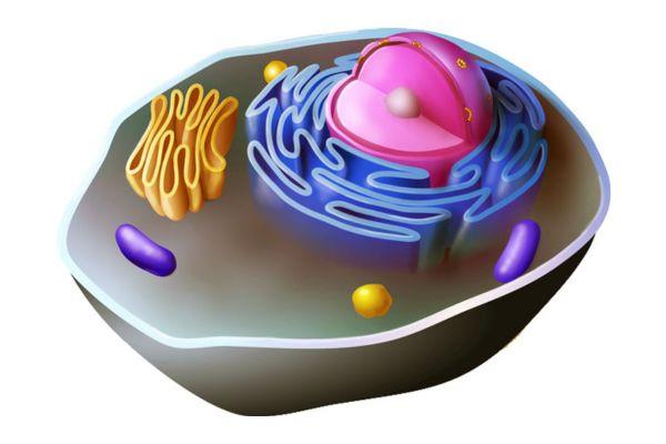 Cell Structure and Functions cover