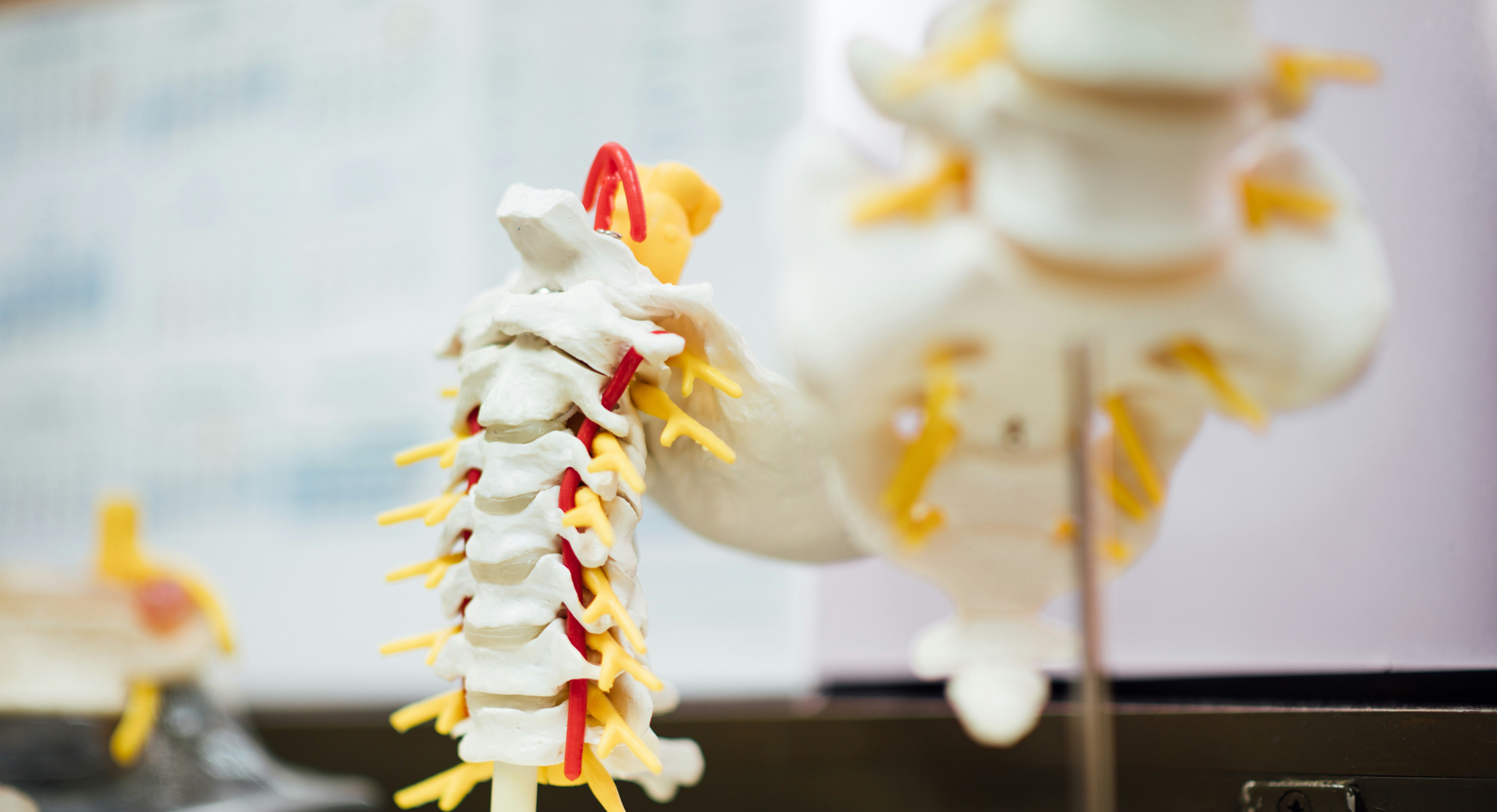  Anatomy & Physiology 2025  cover