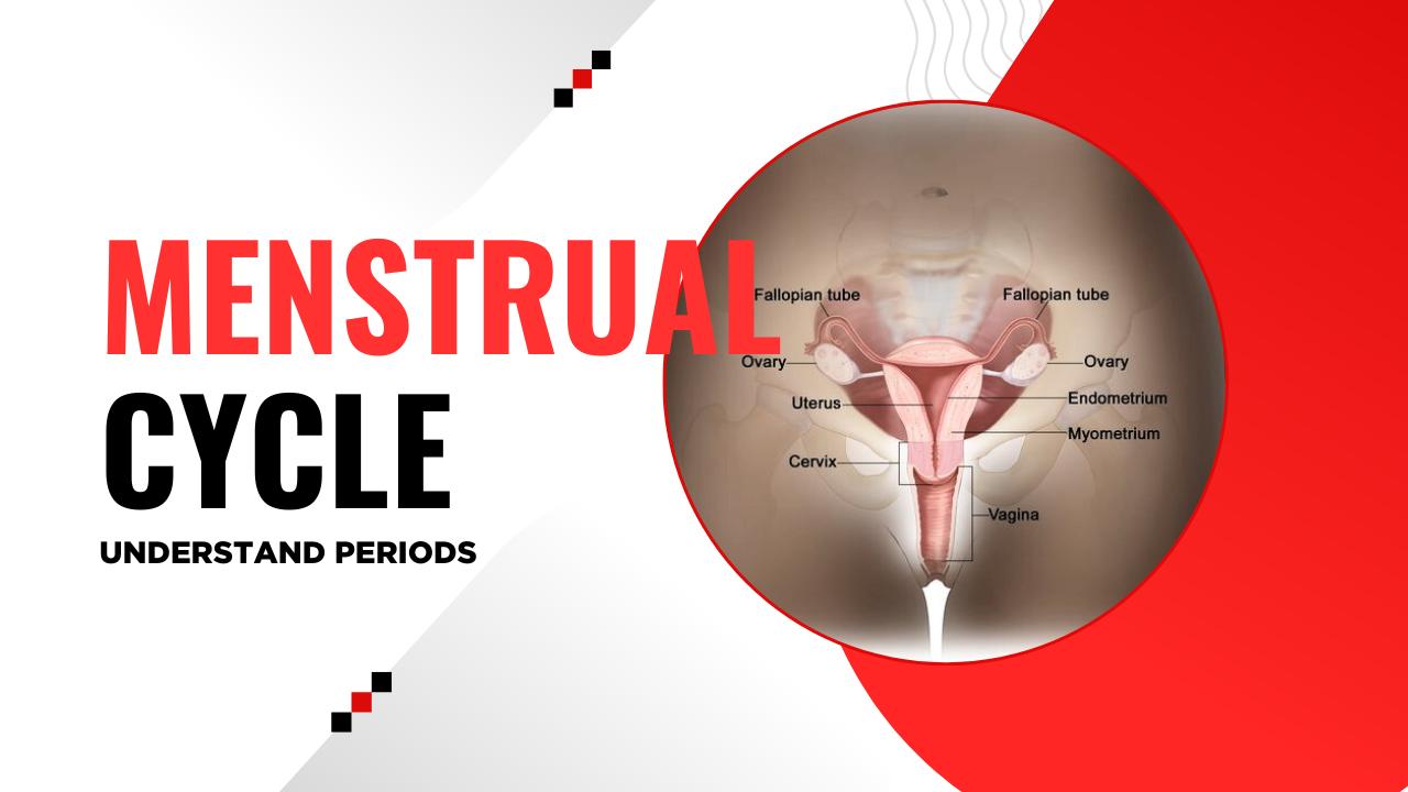 Menstrual Cycle cover
