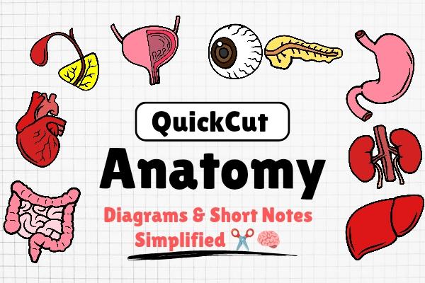 QuickCut Anatomy: Diagrams & Short Notes Simplified cover