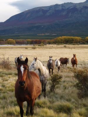 Fundamentals of Equine Acupressure cover