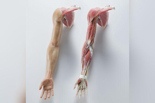 Upper Limb Anatomy cover