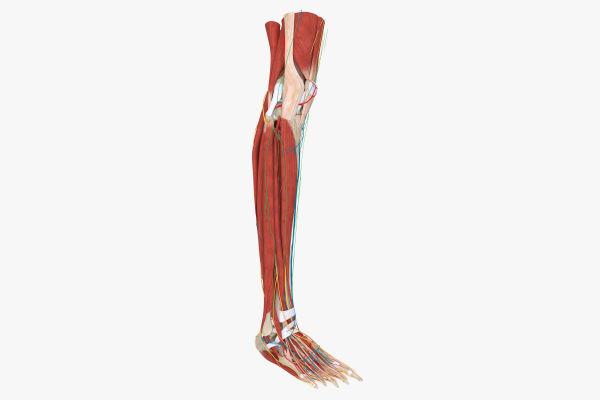 Lower Limb Anatomy in 7 Hours cover