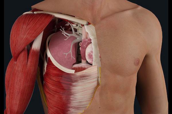 Thorax Anatomy cover