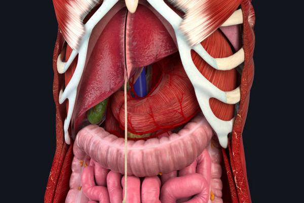 Abdomen & Pelvis Anatomy cover