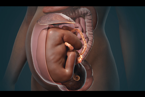 Embryology & Genetics cover