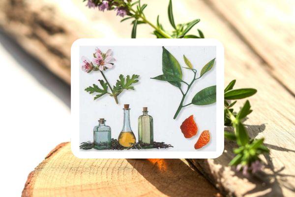 Basic Use of Essential Oils In Your Daily Life cover