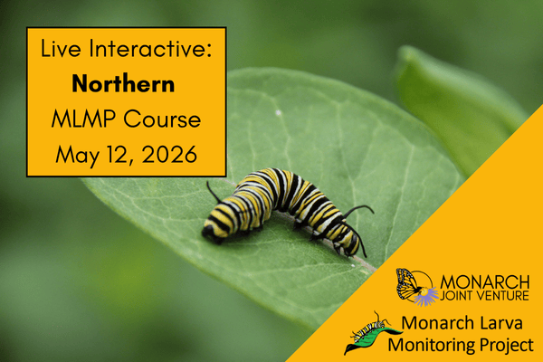 LIVE Monarch Larva Monitoring Project: Northern (May 12, 2026) cover