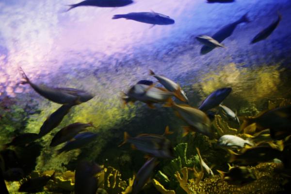 Fish Biology Course cover