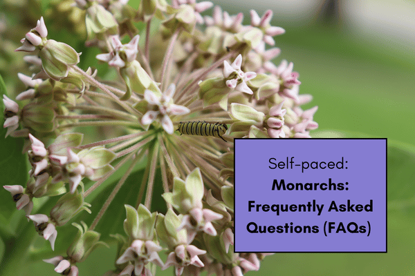 Monarchs: Frequently Asked Questions cover