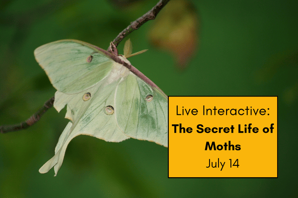 The Secret Life of Moths: An Introduction to Moth Identification and Ecology cover