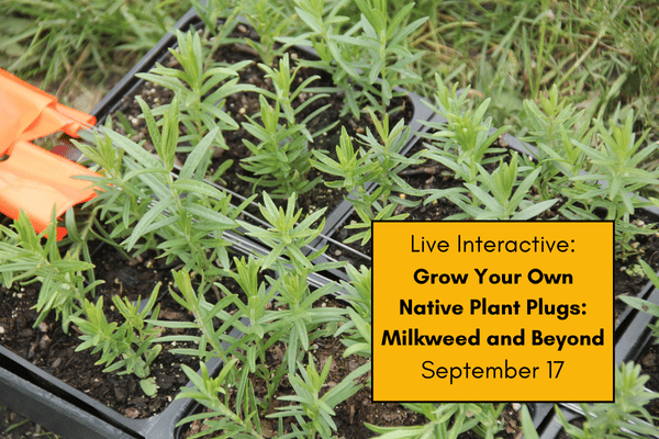 Grow Your Own Native Plant Plugs: Milkweed and Beyond cover