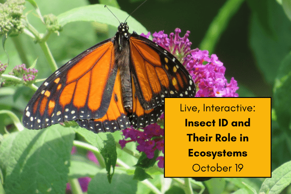 Insect ID and Their Role in Ecosystems (Fall 2026) cover