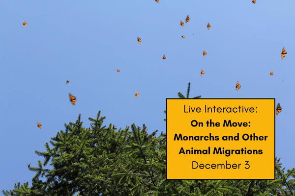 On the Move: Monarchs and Other Animal Migrations cover