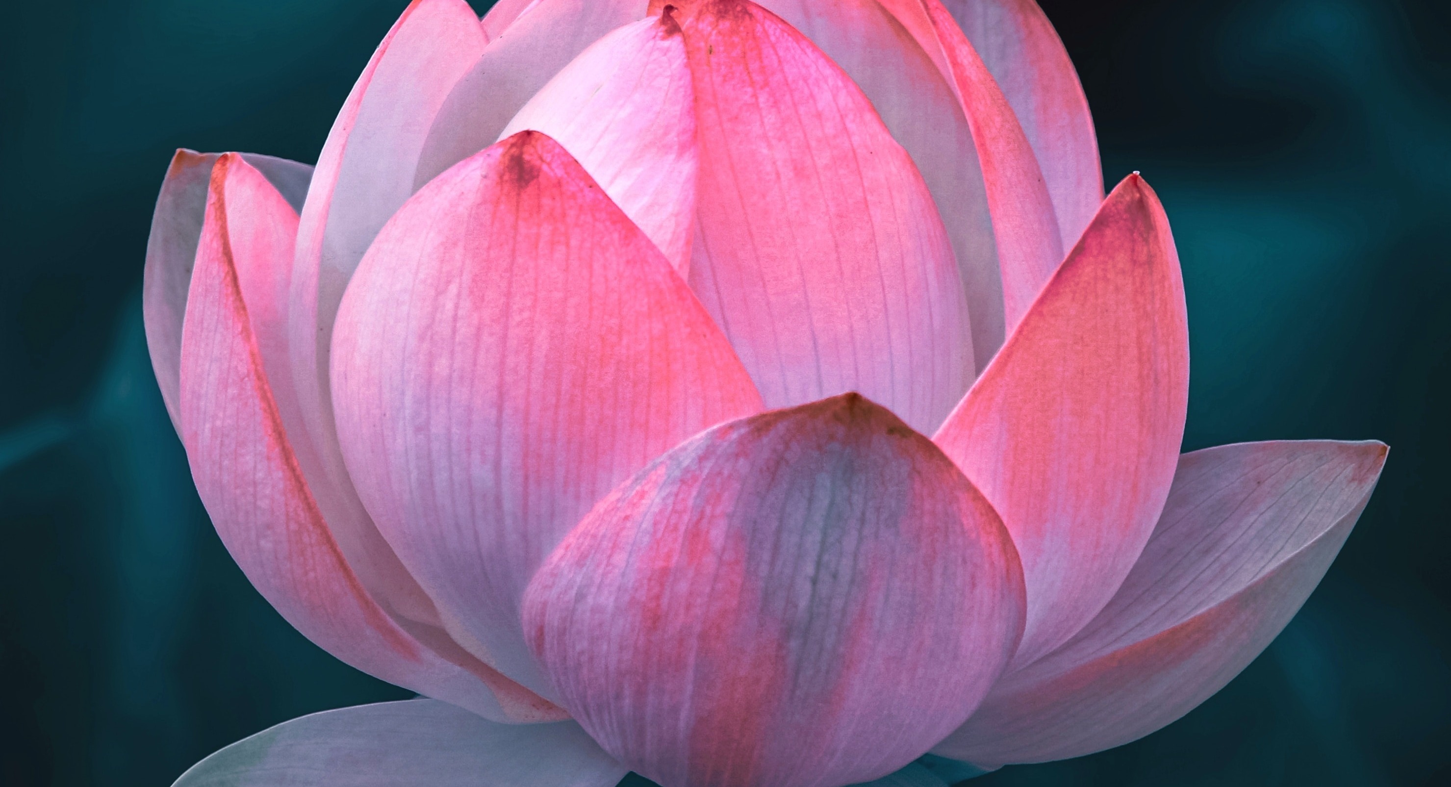 Elixir - You magic potion to manifest your dream life