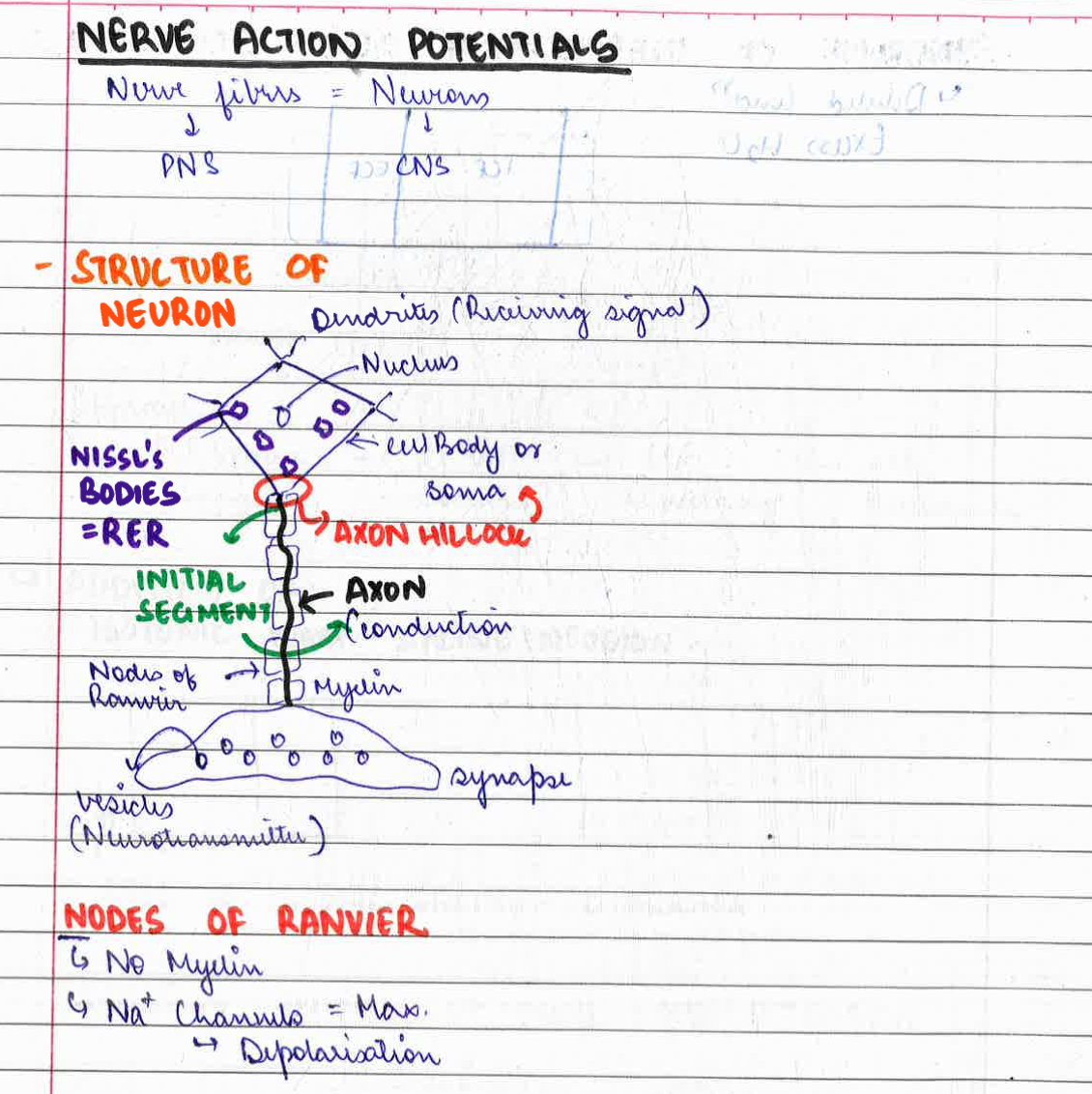 PHYSIOLOGY NOTES