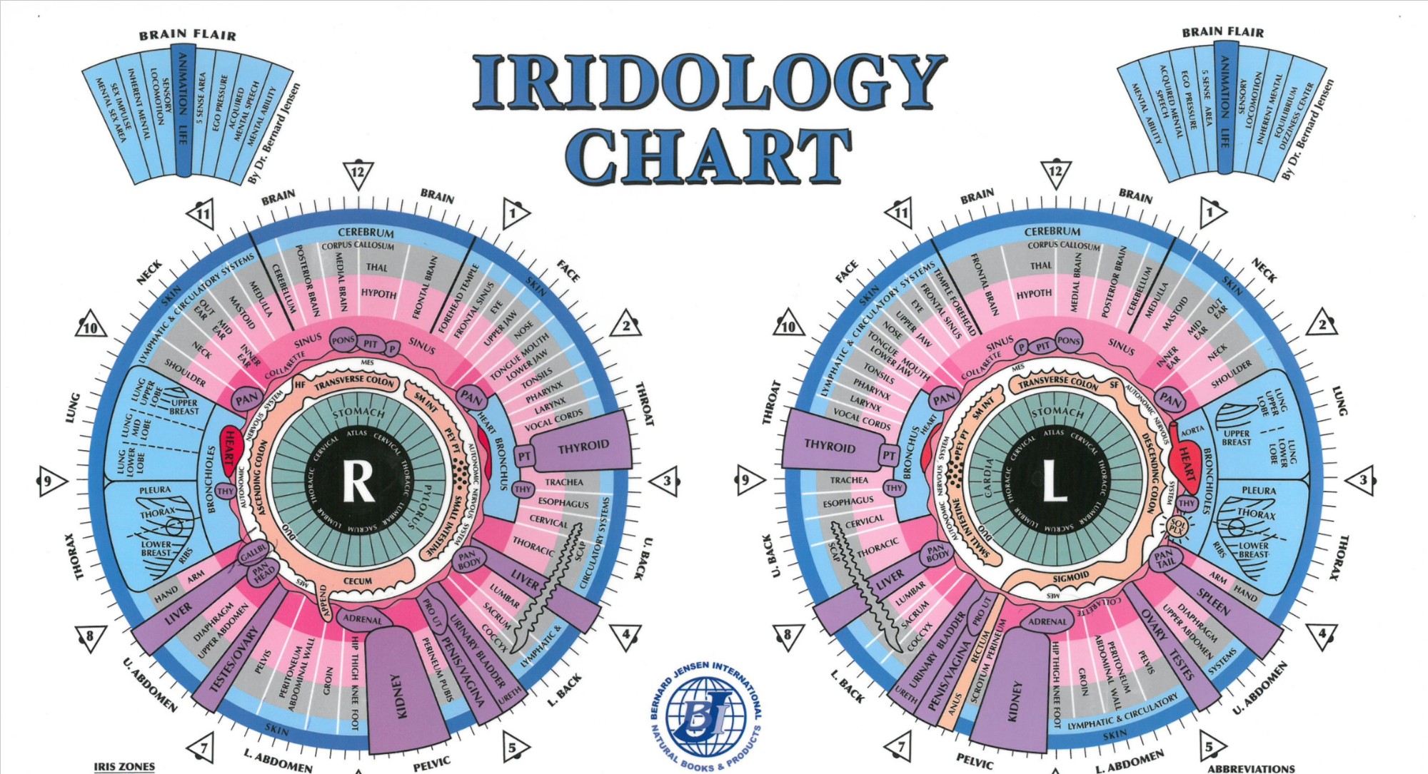 Iridology Reading Chart