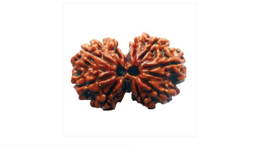 Gauri Shankar Rudraksha