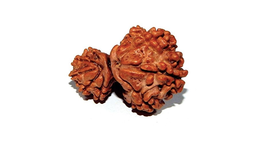 Garbha Gauri Rudraksha