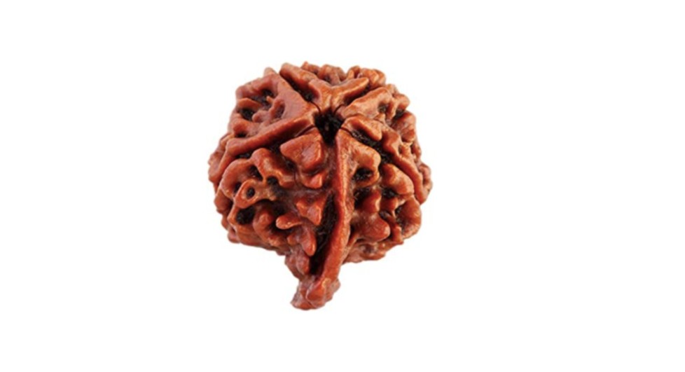 Ganesh Rudraksha