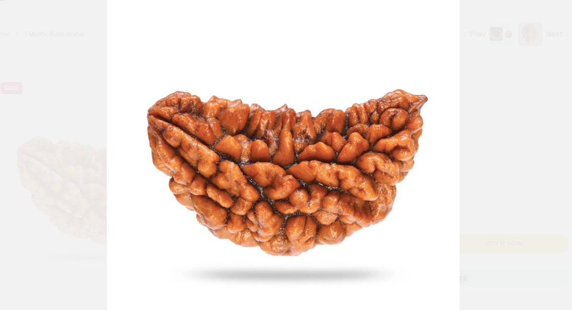 1 Mukhi Rudraksha