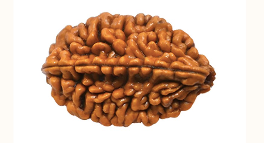 2 Mukhi Rudraksha