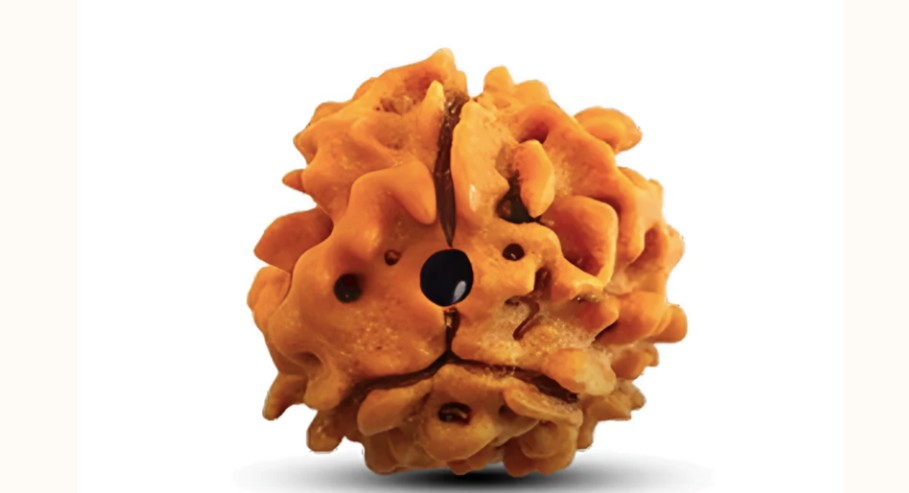 3 Mukhi Rudraksha