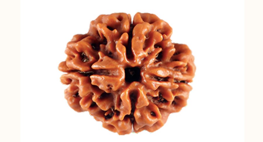 4 Mukhi Rudraksha