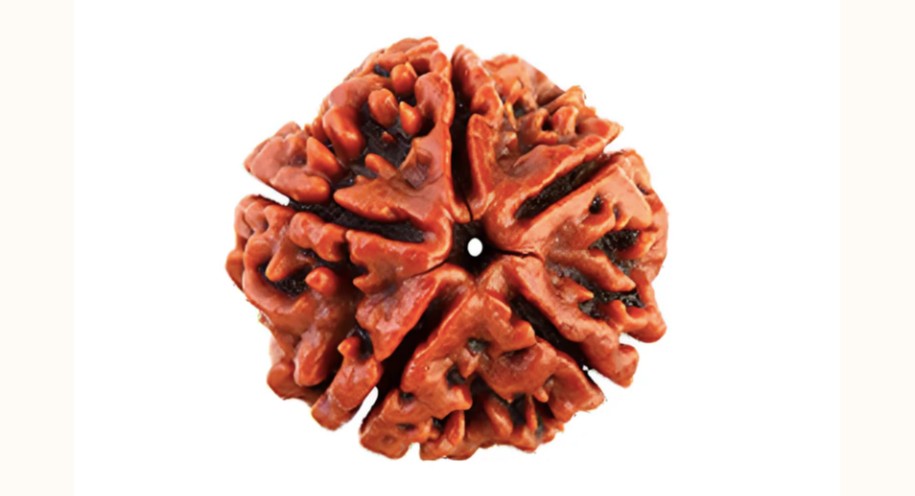 5 Mukhi Rudraksha