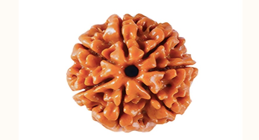 7 Mukhi Rudraksha