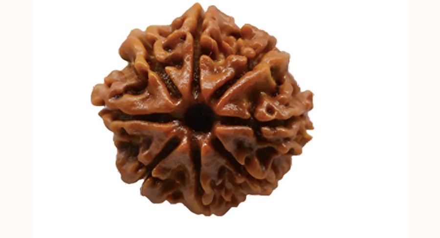 8 Mukhi Rudraksha