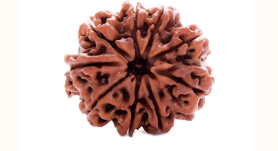 9 Mukhi Rudraksha