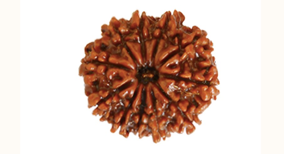 10 Mukhi Rudraksha
