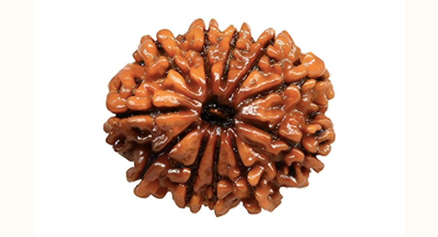 11 Mukhi Rudraksha