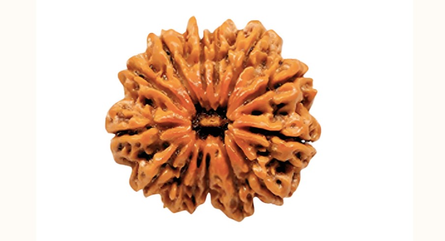12 Mukhi Rudraksha