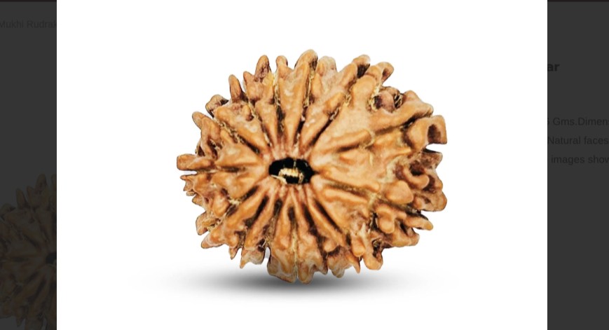 14 Mukhi Rudraksha