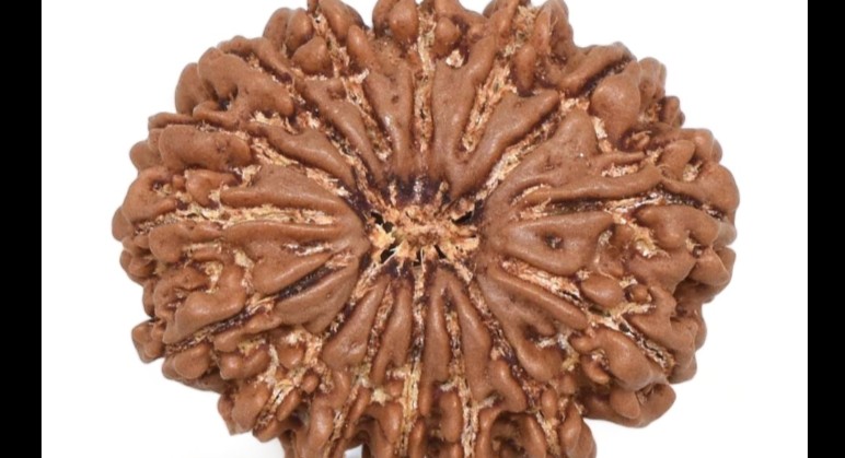 15 Mukhi Rudraksha