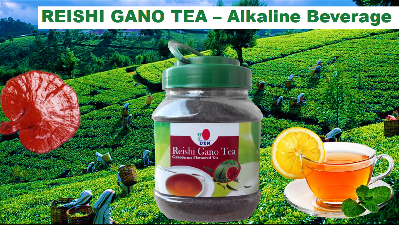 Reishi Gano Tea