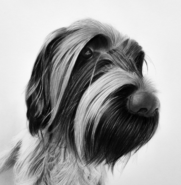 Pet Portrait Study • Charcoal on paper