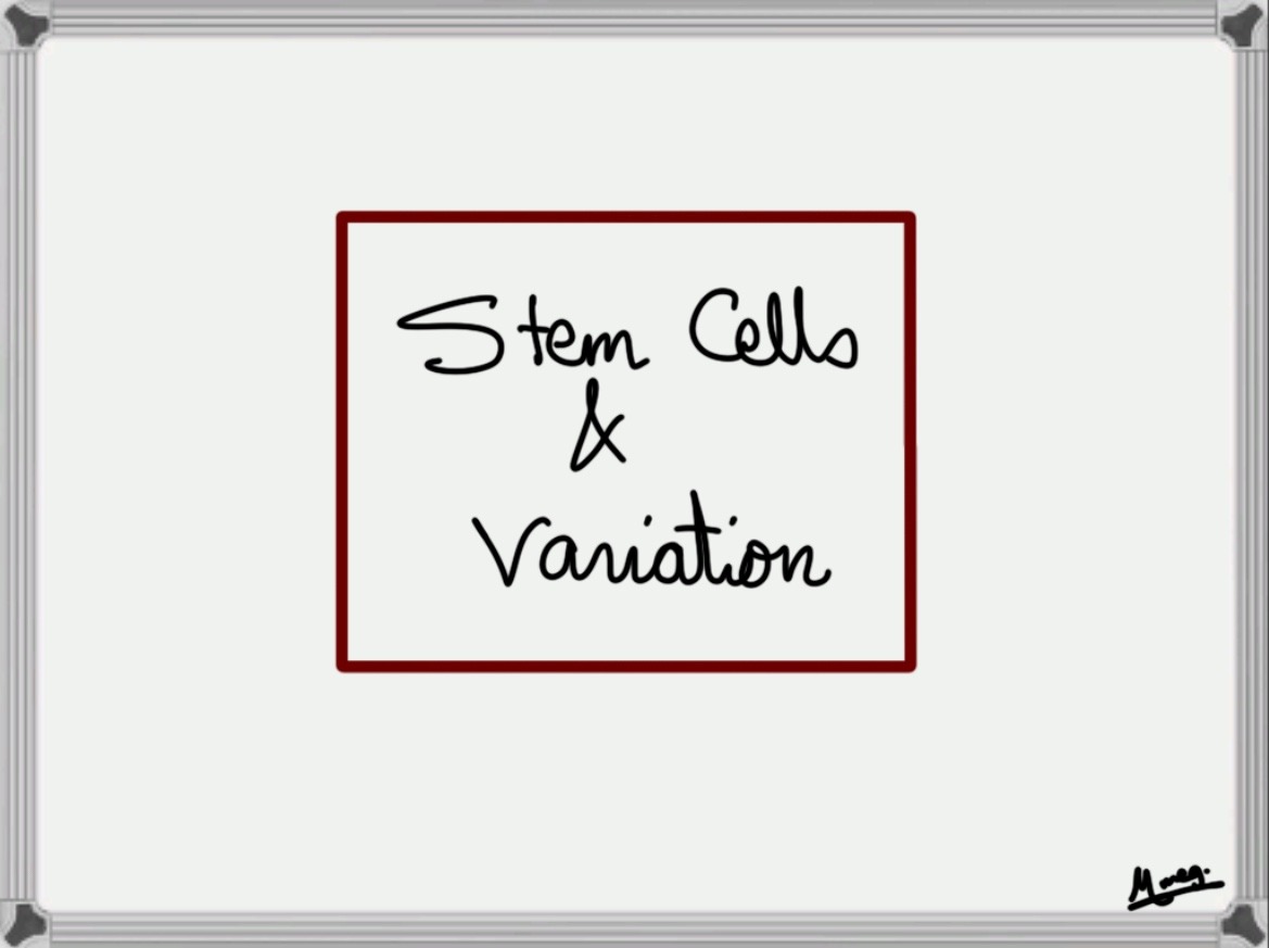 Chapter 3: Stem Cells & Variation