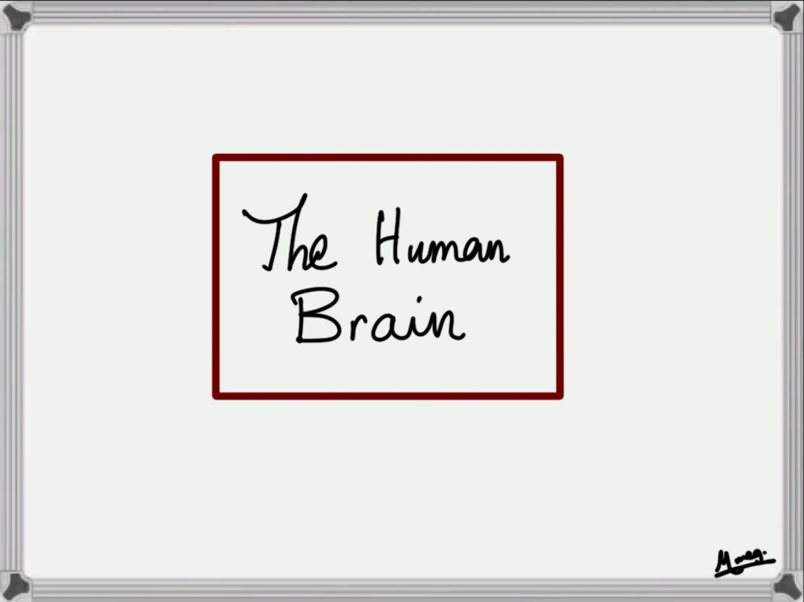 The Human Brain