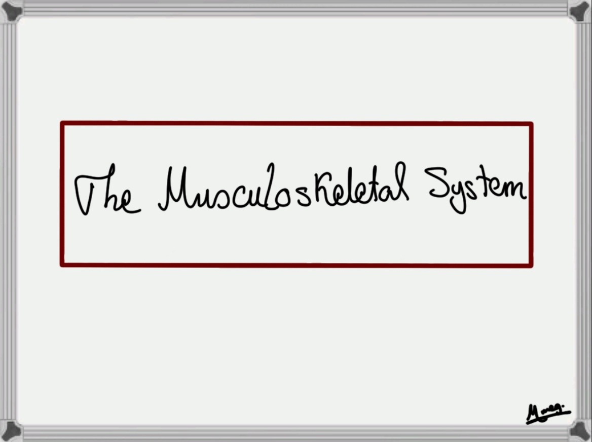 Musculoskeletal System