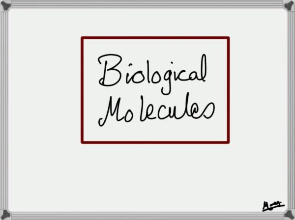 Chapter 3: Biological Molecules