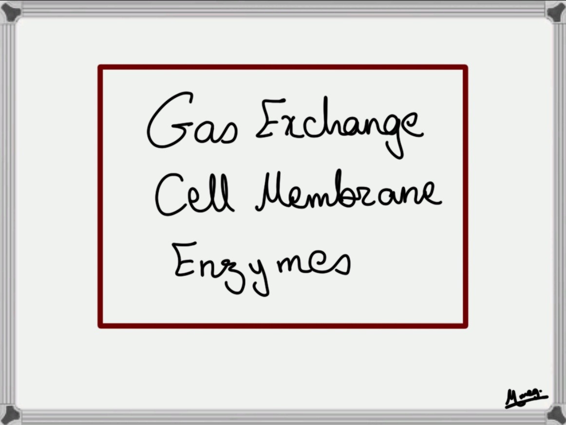 Chapter 4,5 & 6: Gas Exchange, Cell Membrane & Enzymes