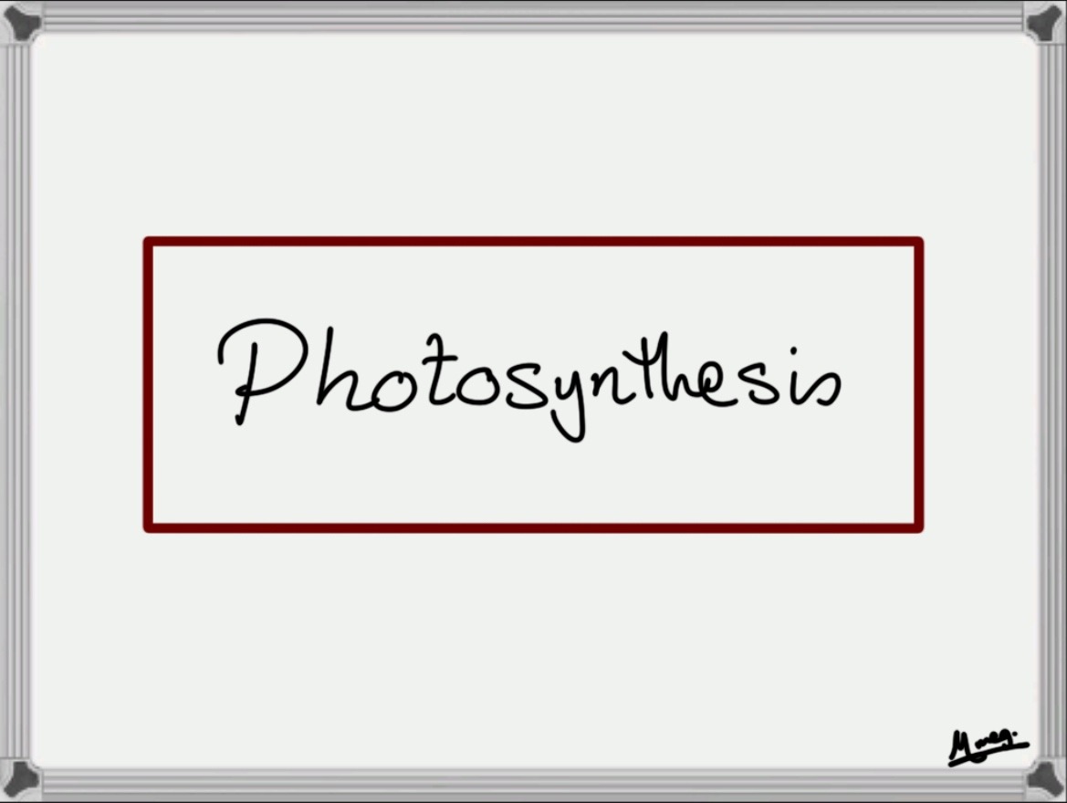 Photosynthesis 