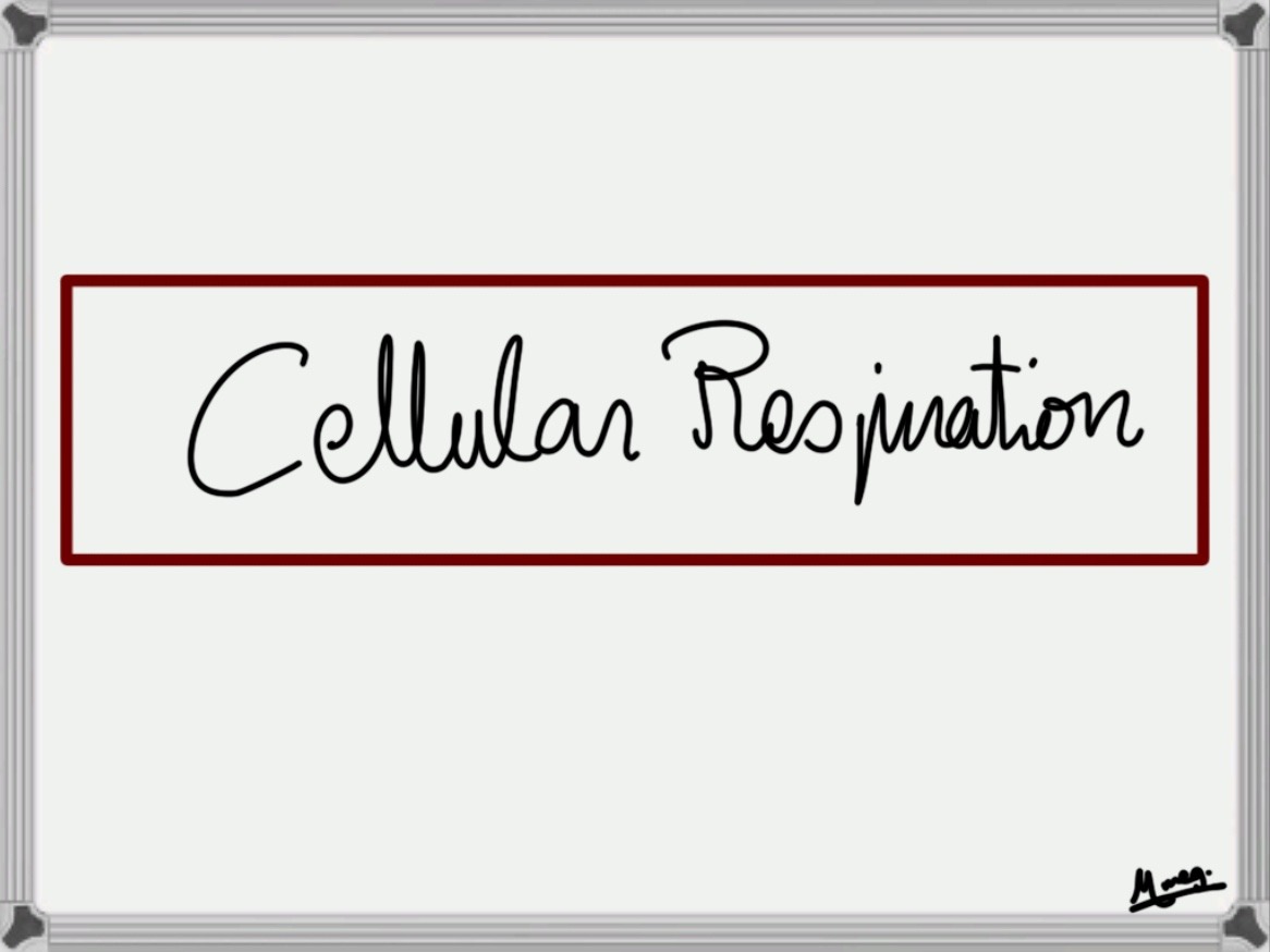 Cellular Respiration